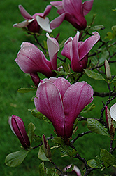 Marilyn Magnolia (Magnolia 'Marilyn') at Lakeshore Garden Centres
