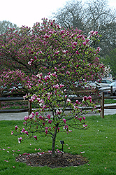 Marilyn Magnolia (Magnolia 'Marilyn') at Lakeshore Garden Centres