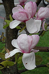 Eskimo Magnolia (Magnolia 'Eskimo') at Lakeshore Garden Centres