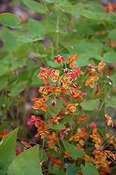 Warley Bishop's Hat (Epimedium x warleyense) at Lakeshore Garden Centres