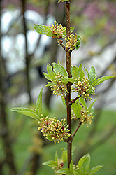Golden Glory Cornelian Cherry Dogwood (Cornus mas 'Golden Glory') at Lakeshore Garden Centres