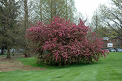 Indian Summer Flowering Crab (Malus 'Indian Summer') at Lakeshore Garden Centres