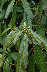 Daphniphyllum (Daphniphyllum macropodum) at Lakeshore Garden Centres