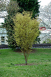 Bright Park Zelkova (Zelkova serrata 'Ogon') at Lakeshore Garden Centres