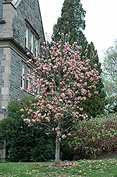 Coral Lake Magnolia (Magnolia 'Coral Lake') at Lakeshore Garden Centres