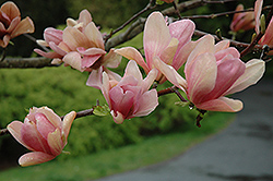 Coral Lake Magnolia (Magnolia 'Coral Lake') at Lakeshore Garden Centres