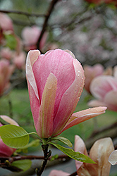 Coral Lake Magnolia (Magnolia 'Coral Lake') at Lakeshore Garden Centres