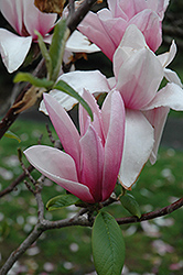 Star Wars Magnolia (Magnolia 'Star Wars') at Lakeshore Garden Centres