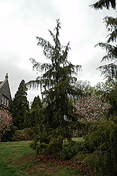 Broad Weeping Common Juniper (Juniperus communis 'Oblonga Pendula') at Lakeshore Garden Centres