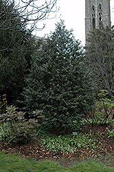 Centennial Girl Holly (Ilex 'Centennial Girl') at Lakeshore Garden Centres