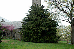 Japanese Torreya (Torreya nucifera) at Lakeshore Garden Centres