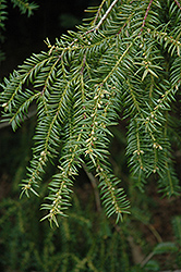 Japanese Torreya (Torreya nucifera) at Lakeshore Garden Centres