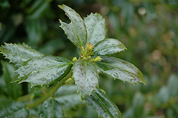 Cardinal Holly (Ilex 'Conal') at Lakeshore Garden Centres