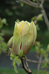 Hattie Carthan Magnolia (Magnolia 'Hattie Carthan') at Lakeshore Garden Centres