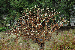 Snow Cream Oriental Paper Bush (Edgeworthia chrysantha 'Snow Cream') at Lakeshore Garden Centres