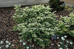 Drops Of Gold Japanese Holly (Ilex crenata 'Drops Of Gold') at Lakeshore Garden Centres