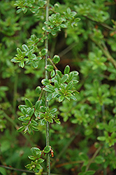 Winter Jasmine (Jasminum nudiflorum) at Lakeshore Garden Centres