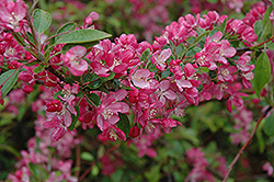 Carmine Flowering Crab (Malus x atrosanguinea) at Lakeshore Garden Centres
