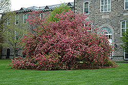 Carmine Flowering Crab (Malus x atrosanguinea) at Lakeshore Garden Centres
