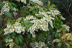 Red Mill Japanese Pieris (Pieris japonica 'Red Mill') at Lakeshore Garden Centres