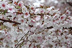 Hally Jolivette Flowering Cherry (Prunus 'Hally Jolivette') at Mainescape Nursery