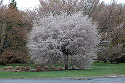 Hally Jolivette Flowering Cherry (Prunus 'Hally Jolivette') at Lakeshore Garden Centres