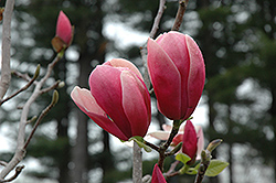 Rose Marie Magnolia (Magnolia 'Rose Marie') at Lakeshore Garden Centres
