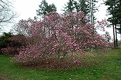 Randy Magnolia (Magnolia 'Randy') at Lakeshore Garden Centres