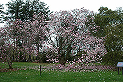 Verbanica Saucer Magnolia (Magnolia x soulangeana 'Verbanica') at Lakeshore Garden Centres