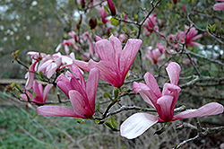 Galaxy Magnolia (Magnolia 'Galaxy') at Green Thumb Garden Centre