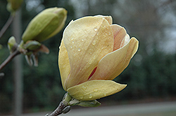 Hot Flash Magnolia (Magnolia 'Hot Flash') at Lakeshore Garden Centres