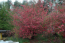 Enchantress Flowering Quince (Chaenomeles x californica 'Enchantress') at Lakeshore Garden Centres
