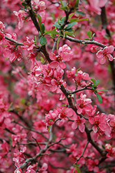 Enchantress Flowering Quince (Chaenomeles x californica 'Enchantress') at Lakeshore Garden Centres