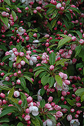 Beverly Flowering Crab (Malus 'Beverly') at Lakeshore Garden Centres