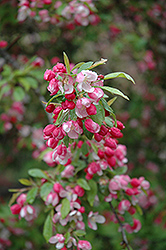 Bob White Flowering Crab (Malus 'Bob White') at Lakeshore Garden Centres