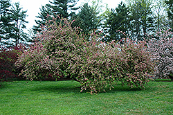 Bob White Flowering Crab (Malus 'Bob White') at Lakeshore Garden Centres