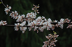 Pauline Lily Redbud (Cercis canadensis 'Pauline Lily') at Lakeshore Garden Centres