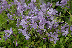 London Grove Blue Phlox (Phlox divaricata 'London Grove Blue') at Lakeshore Garden Centres