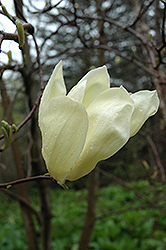 Cucumber Magnolia (Magnolia acuminata) at Lakeshore Garden Centres