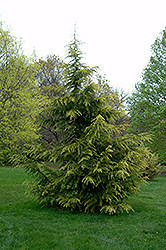 Gold Cone Deodar Cedar (Cedrus deodara 'Gold Cone') at Lakeshore Garden Centres