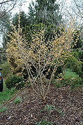 Orange Encore Witchhazel (Hamamelis x intermedia 'Orange Encore') at Lakeshore Garden Centres