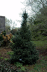 Serendipity Holly (Ilex 'Serendipity') at Lakeshore Garden Centres