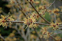 Orange Encore Witchhazel (Hamamelis x intermedia 'Orange Encore') at Lakeshore Garden Centres