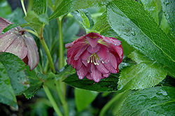Midnight Ruffles Hellebore (Helleborus 'Midnight Ruffles') at Lakeshore Garden Centres