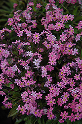 Victoria Rose Forget-Me-Not (Myosotis sylvatica 'Victoria Rose') at Lakeshore Garden Centres