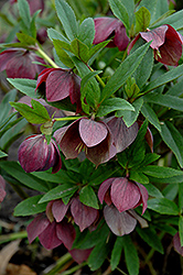 Winter Dreams Black Hellebore (Helleborus 'WD Black') at Lakeshore Garden Centres