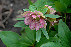 Heronswood Double Pink Hellebore (Helleborus 'Heronswood Double Pink') at Lakeshore Garden Centres