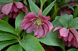 Heronswood Double Purple Hellebore (Helleborus 'Heronswood Double Purple') at Lakeshore Garden Centres