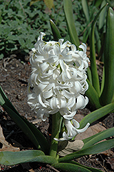 White Pearl Hyacinth (Hyacinthus orientalis 'White Pearl') at Peter Knippel Garden Centre