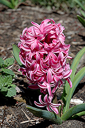 Pink Pearl Hyacinth (Hyacinthus orientalis 'Pink Pearl') at Peter Knippel Garden Centre